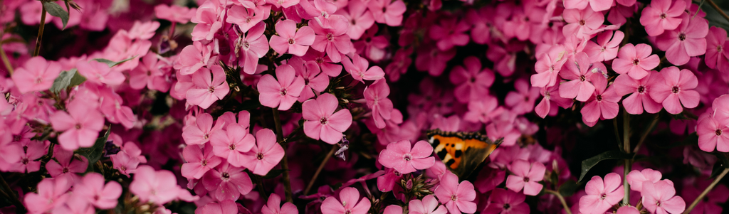 What to do in the garden in June