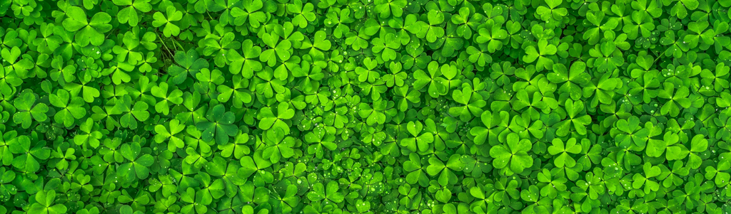 House plants for Good Luck this St. Patrick's day